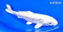 6.75" ARAGOKE PLATINUM OGON