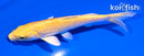5" YAMABUKI OGON