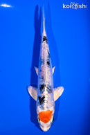 6" TANCHO HESEI NISHIKI