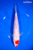 9" GINRIN KOHAKU