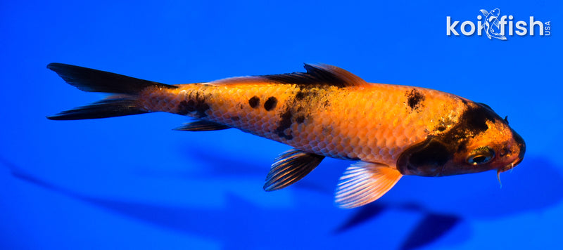 5.5" KIN HI UTSURI