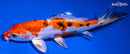 7.25" HEISEI NISHIKI