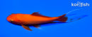 5" COMET GOLDFISH