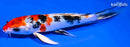 6.75" YAMATO NISHIKI BUTTERFLY
