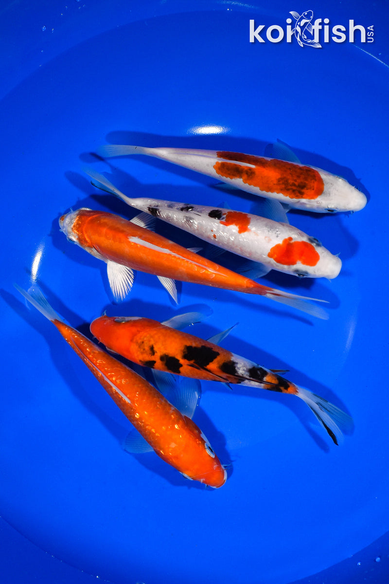 PACK OF (5) 5.5"-5.75" STANDARD KOI