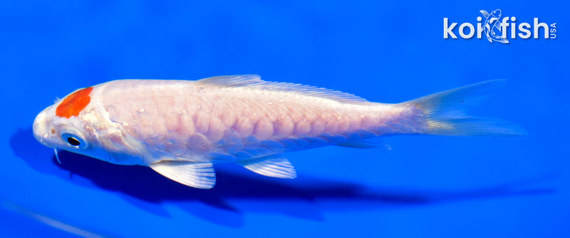 5" ARAGOKE TANCHO HARIWAKE