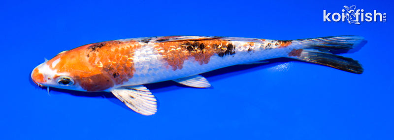 7.5" GINRIN YAMATO NISHIKI