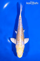 5.5" DOITSU LEMON HARIWAKE