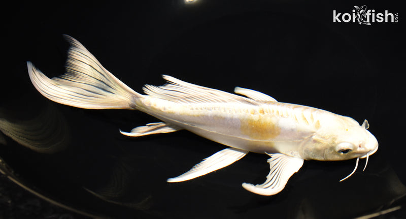 8.75" DOITSU LEMON HARIWAKE BUTTERFLY