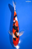 13.5" SANKE