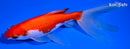7" WATONAI GOLDFISH