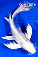 9.75" ARAGOKE PLATINUM OGON BUTTERFLY