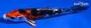 5.25" HEISEI NISHIKI