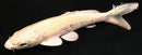 5.25" CREAMY OGON