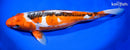 15.25" HI SHUSUI