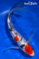8.75" GINRIN SANKE BUTTERFLY