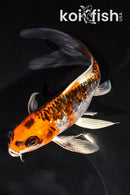 6.75" DOITSU KUJAKU BUTTERFLY