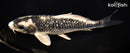 8.25" GINRIN GINGA