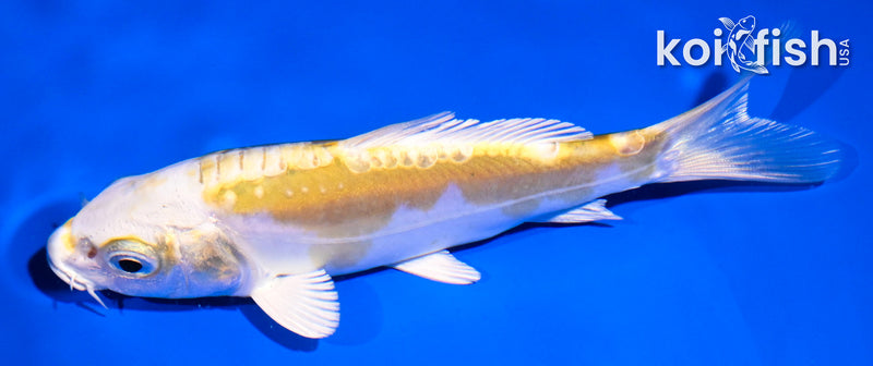 5" DOITSU LEMON HARIWAKE