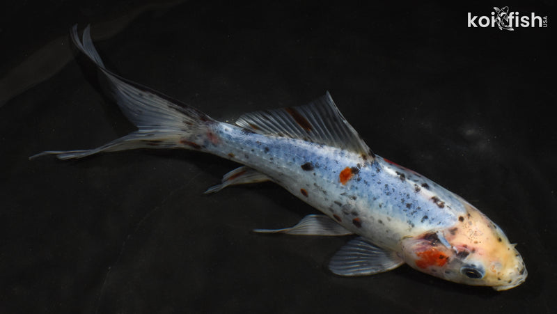 8" SHUBUNKIN GOLDFISH