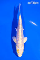 5.25" GINRIN YAMABUKI OGON