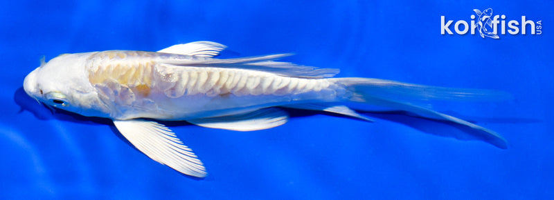 5" ARAGOKE LEMON HARIWAKE BUTTERFLY