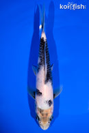 8" SHIRO UTSURI