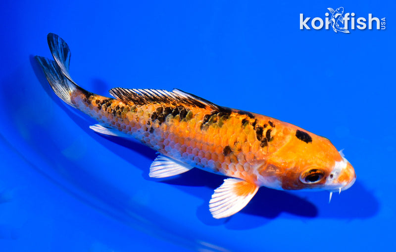 5" YAMATO NISHIKI