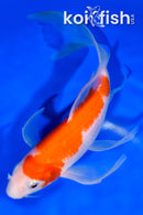 7.75" KOHAKU BUTTERFLY