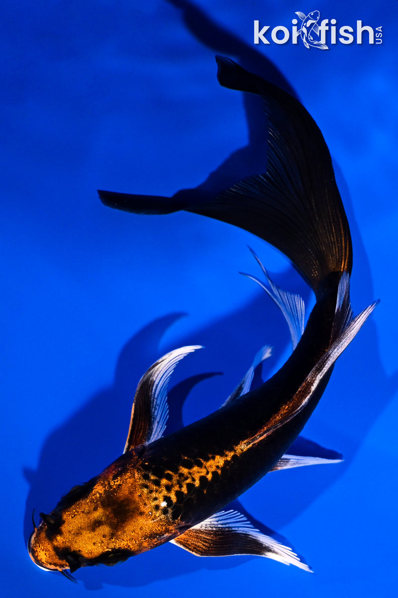 5.5" ORENJI MATSUBA BUTTERFLY