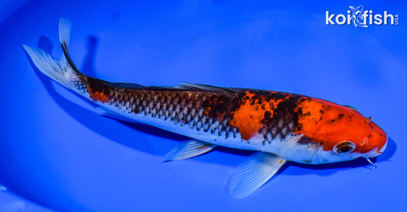 8.5" GOSHIKI