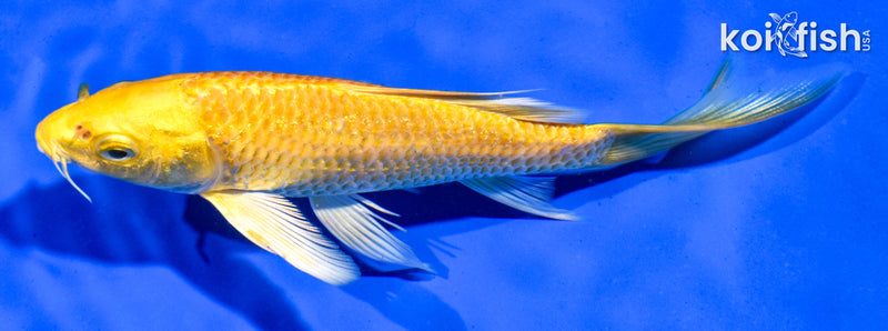 5.5" YAMABUKI OGON BUTTERFLY