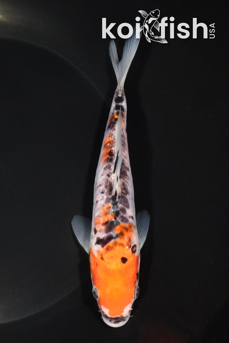6" ARAGOKE GOSHIKI