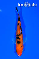 5.5" AKA SANKE
