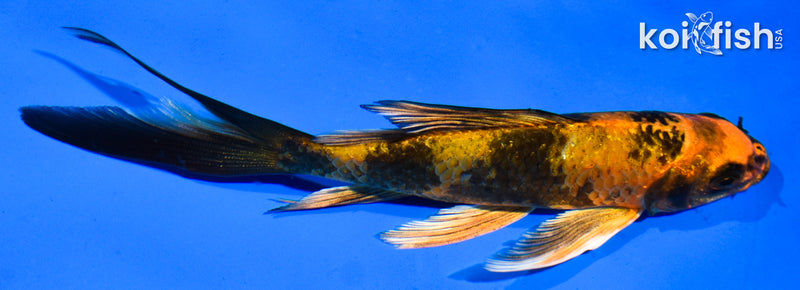 5.5" KIN HI UTSURI BUTTERFLY