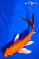5.25" ORENJI OGON BUTTERFLY