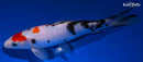 8.75" SANKE