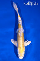 7" DOITSU LEMON HARIWAKE