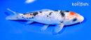 6.5" GINRIN SANKE