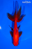 6" WATOANI GOLDFISH