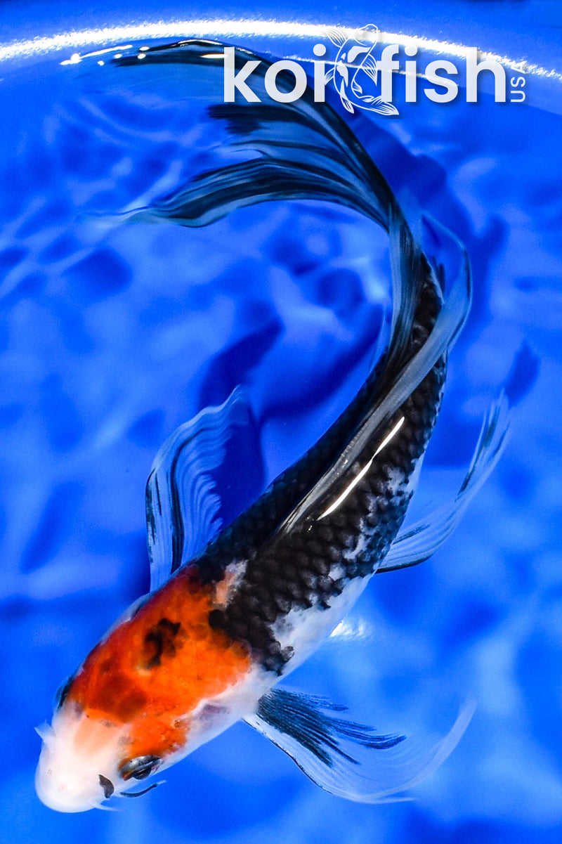 7.5" BEINI MATSUKAWABAKE BUTTERFLY
