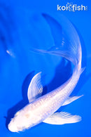 4.75" GINRIN PLATINUM OGON BUTTERFLY