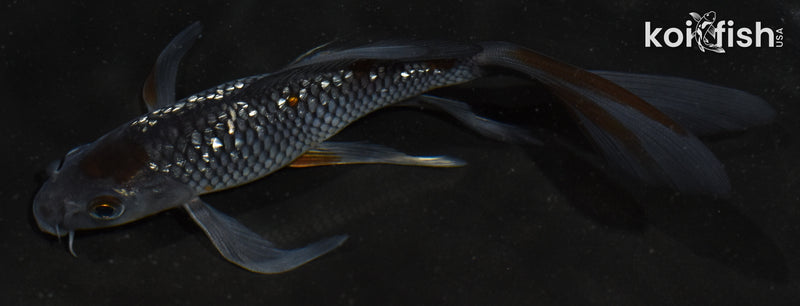 6" GINRIN TANCHO OCHIBA SHIGURE BUTTERFLY