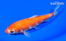 6.25" KOHAKU
