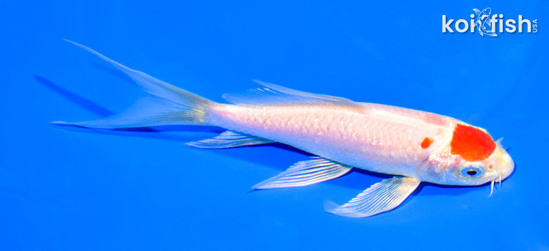 5.5" MARUTEN HARIWAKE BUTTERFLY