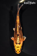 5.25" DOITSU ORENJI MATSUBA