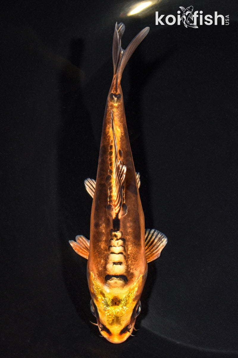 5.25" DOITSU ORENJI MATSUBA