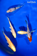 PACK OF (5) 4-4.5" STANDARD KOI