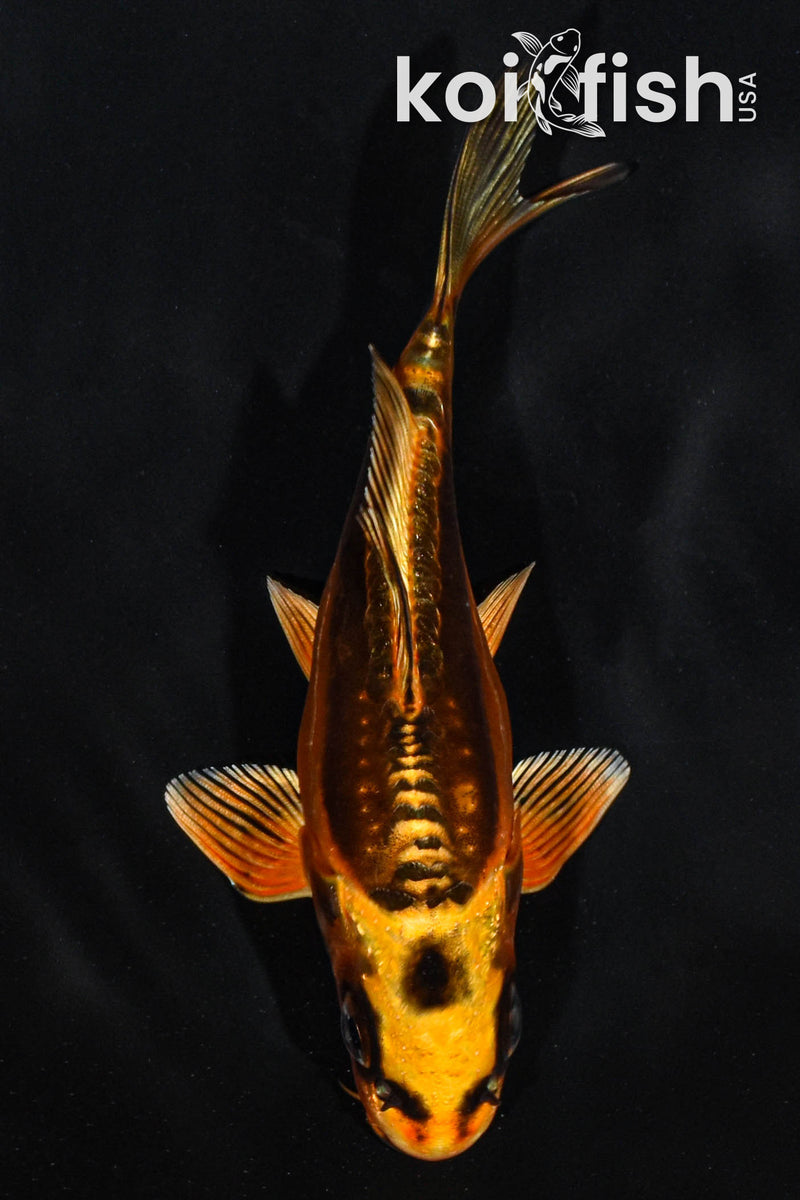 4.5" DOITSU ORENJI MATSUBA