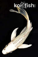 6.5" GIN MATSUBA BUTTERFLY